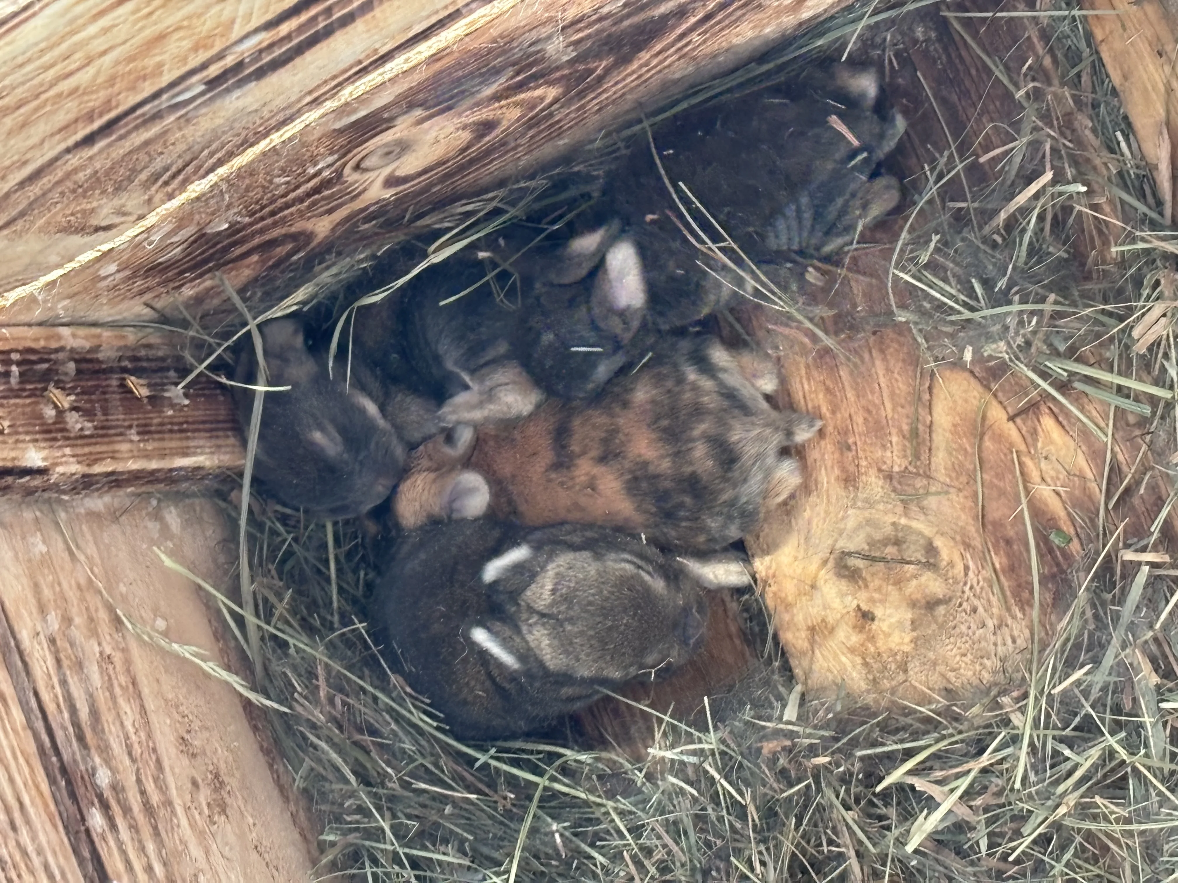 Nowe życie w UciPuci – króliczki rosną i zaczynają odkrywać świat (30.04)