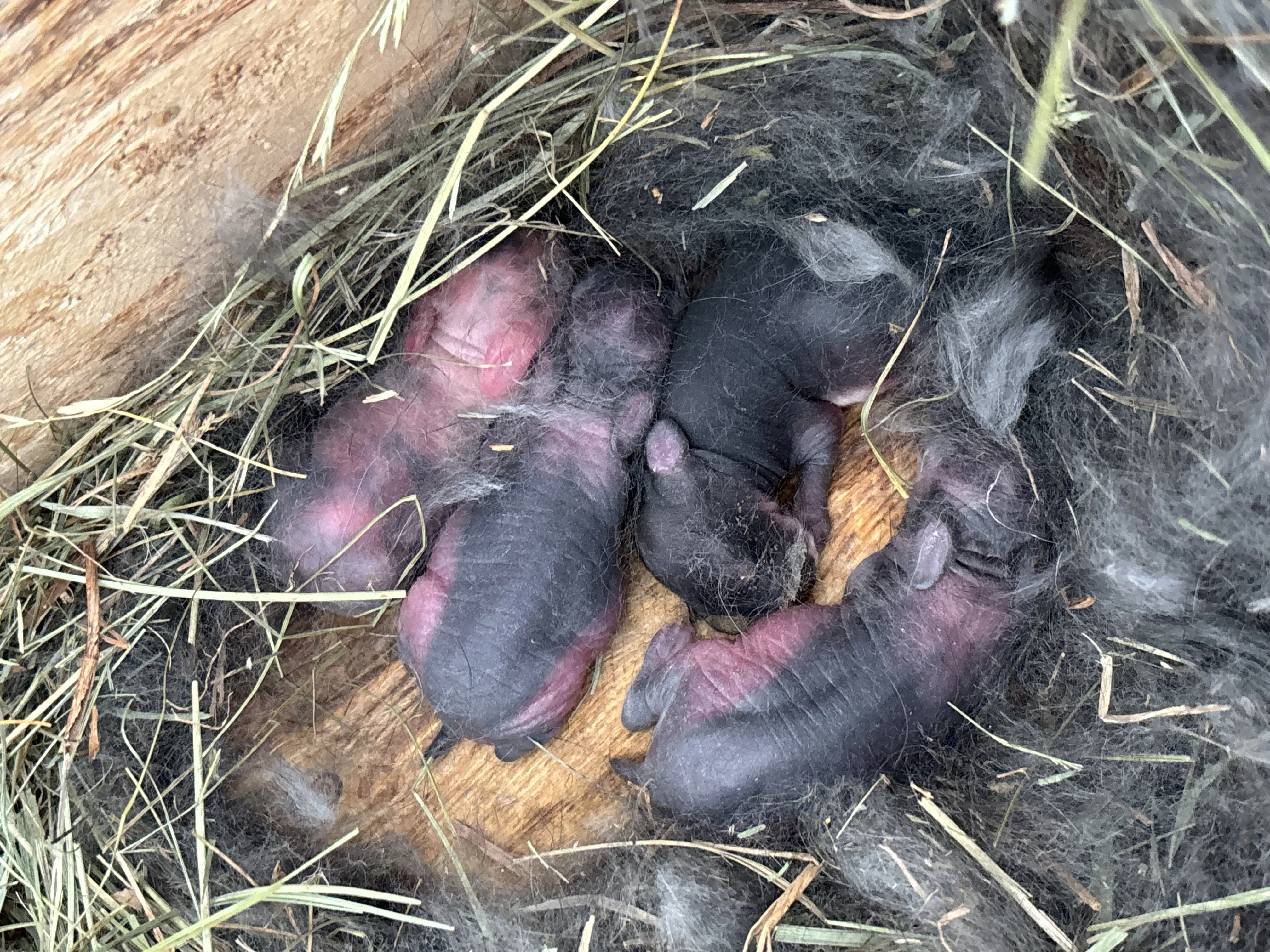 🐰 Nowe życie w UciPuci – urodziły się króliczki (21.04)